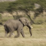 Elelphant bull chasing a cow