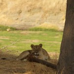 A lioness starts as we arrive on the banks of the Ruaha River