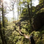 Hiking through beech forest