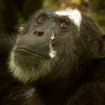 Male