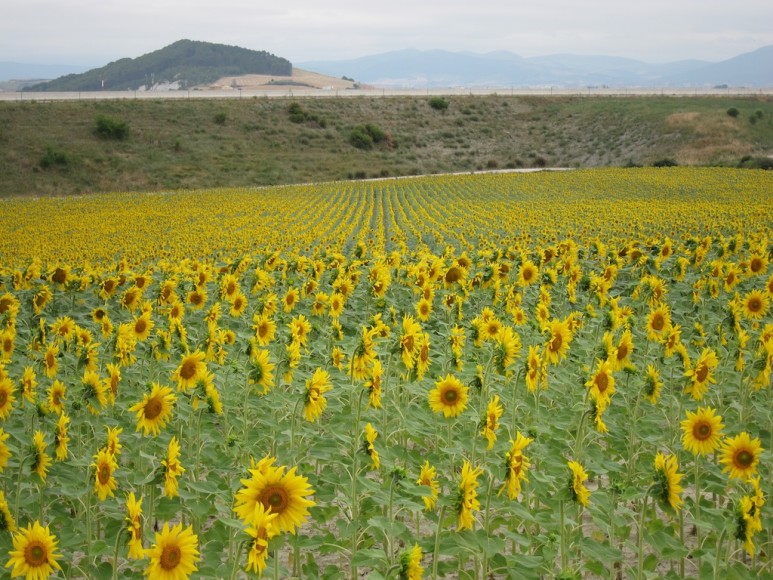 Camino de Santiago (1)