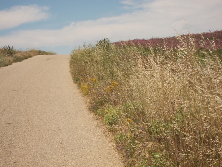 Camino de Santiago (13)