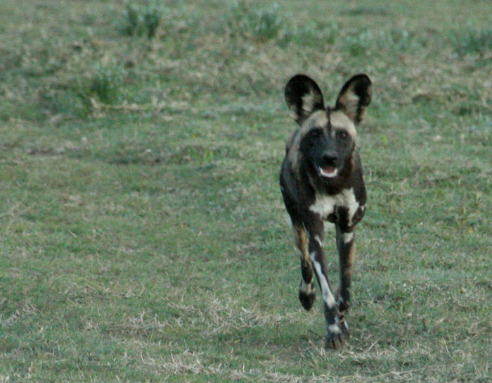 Wild dog setting off on a hunt