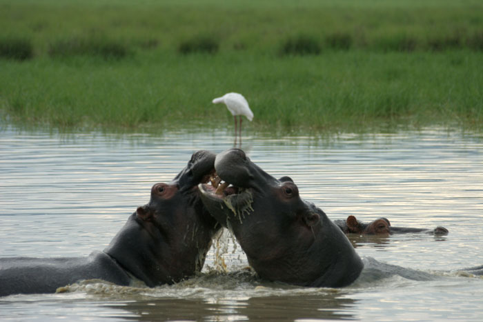 Hippos fighting