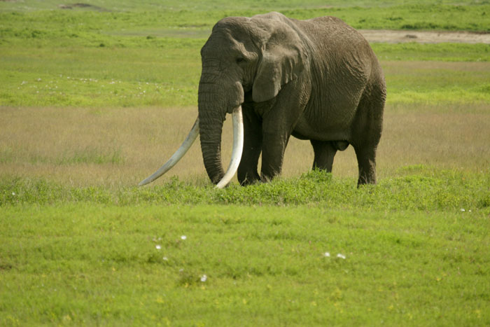 Big Tusker