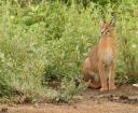 Caracal