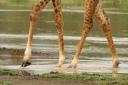 Masai giraffe