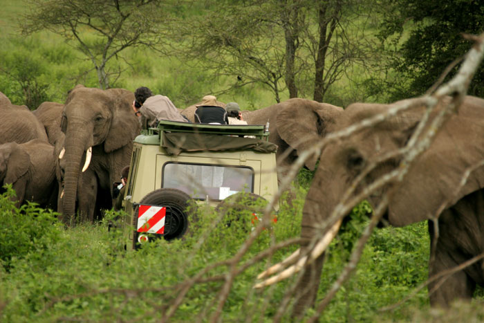 Elephants surround Daveâ€™s vehicle