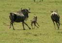 20 minute old wildebeest calf