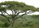 Cheetah in an Acacia (Senegalia) tortilis