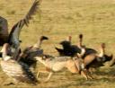 Jackal chasing vultures