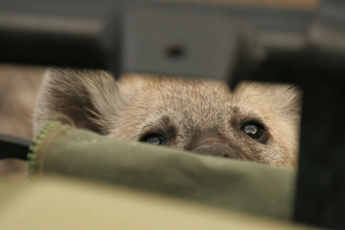 Juvenile spotted hyaena peering through the bull bar