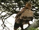 Tawny eagle