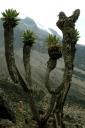 Giant Senecios in the Barranco Valley