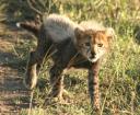 Cheetah cub