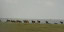 A herd of eland