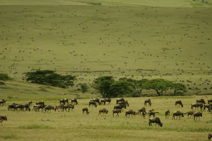 Wildebeest spread out on the Plains