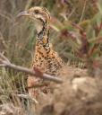 moorland francolin