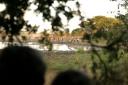 Peering out from the natural hide