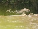 A crocodile attack