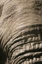 Close up of a bull elephant