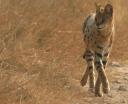 A serval cat hunting