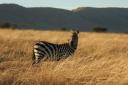 Zebra at dawn