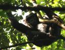 Being watched from above by a Kibale chimp