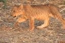 Hungry lion cub