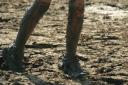 Henry’s feet