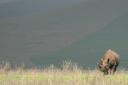 Black rhino in a field of flowers