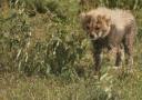 A young cheetah cub