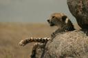 An old male cheetah in western Gol kopjes - Serengeti