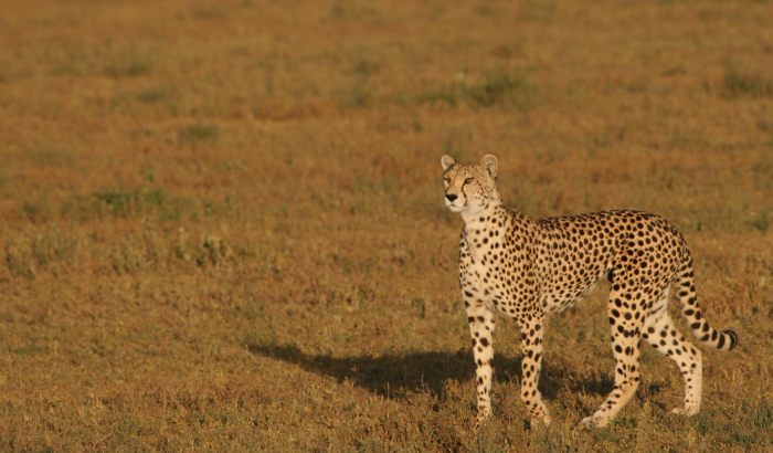 Cheetah alert and looking for prey