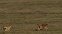 One of the cheetah cubs chasing the young wildebeest