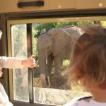 Mitch and Olethea watch an elephant feeding