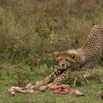 Satisfied cub