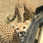 Curious cheetah