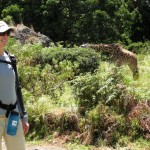 Giraffes in Arusha national park