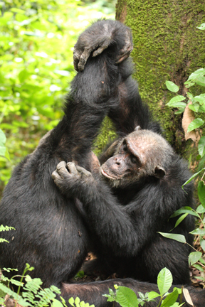 chimps-grooming-holding-arms-up