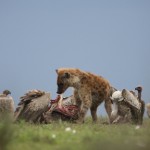 Hyaena at a kill