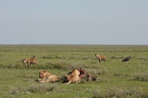 hyaenas-trying-to-intimidate-lioness-off-her-kill1