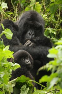 Gorilla Mother And Baby