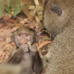 Baby Baboon