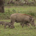 Warthog Piglets