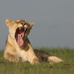 lion-yawn1