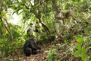 Chimp Viewing at mahale mountains NP