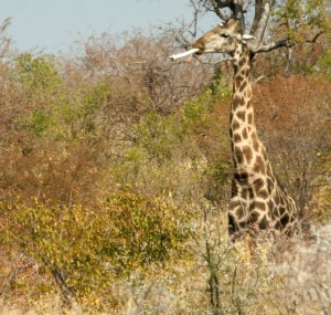 A giraffe smoking a pipe?