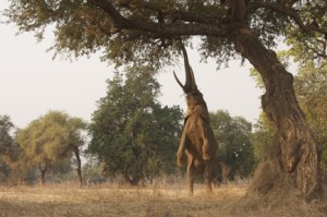 Elephant Ballet