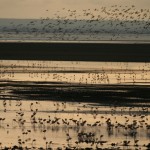 Flamingos on Lake Manyara